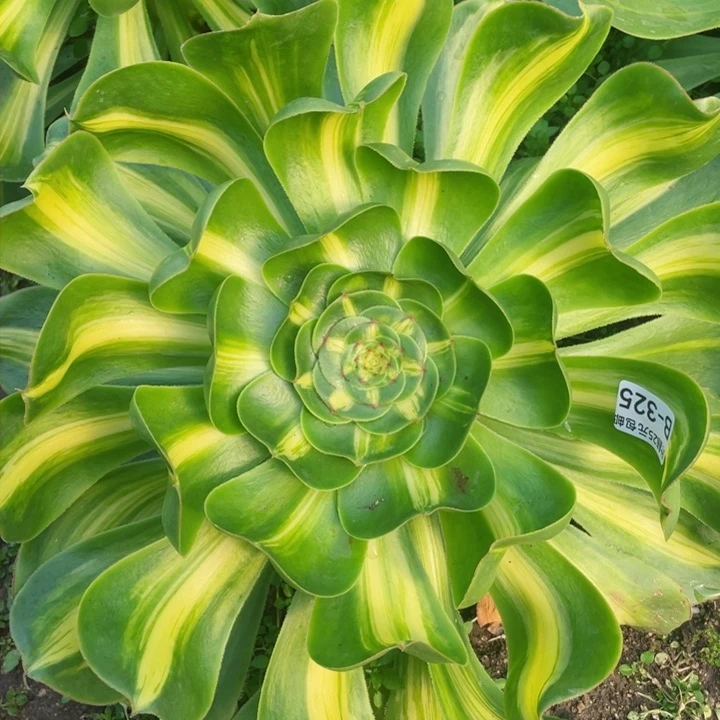 325暴君多肉12345678