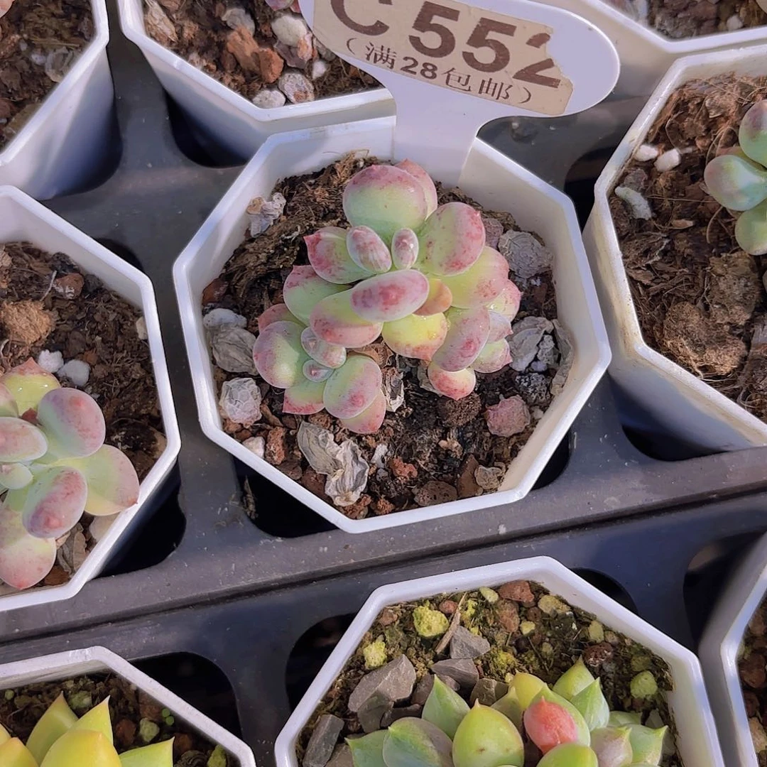 C552四代奶一物一拍