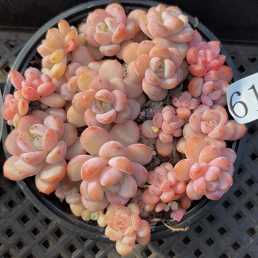 多肉植物多肉植物61