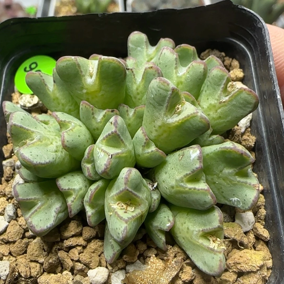 cr1457猪蹄群32头566