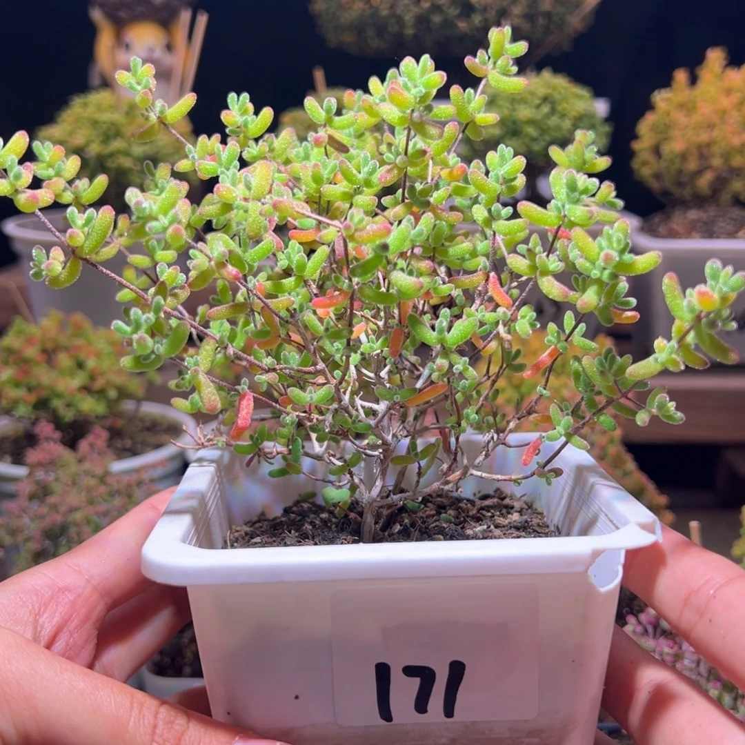 杰****171冰糖一物一拍带盆土发货