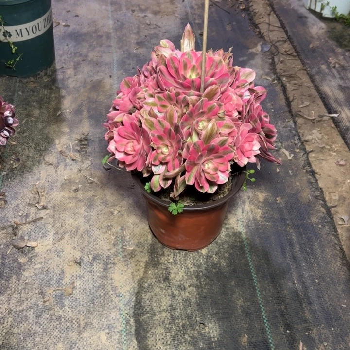 64粉女巫多肉多肉多肉