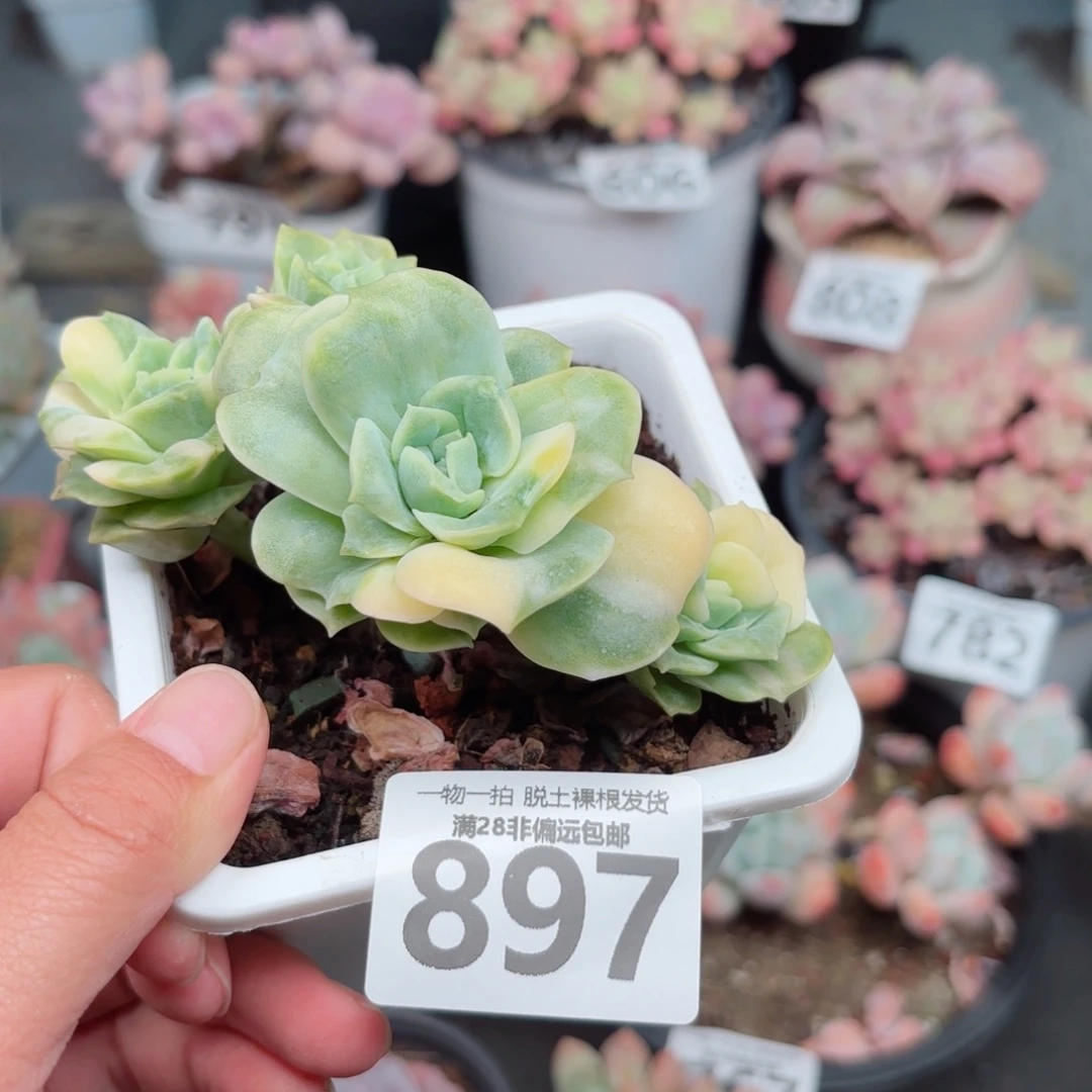 可爱玫瑰锦无盆土发货