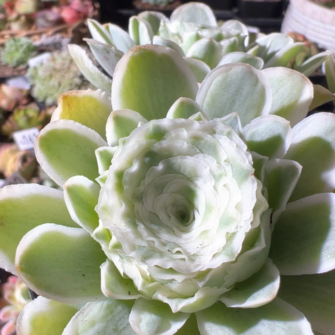 秋夕191山地玫瑰多肉口误报错价