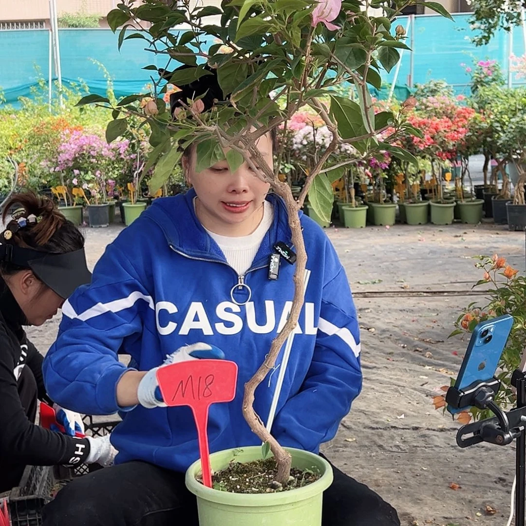 小***g大部分花苞少量开放M18橙粉公主