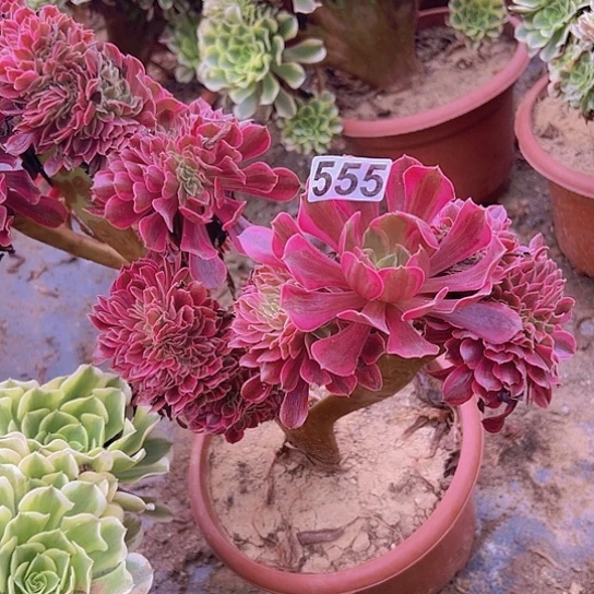 欭***惗多肉植物一个美杜莎