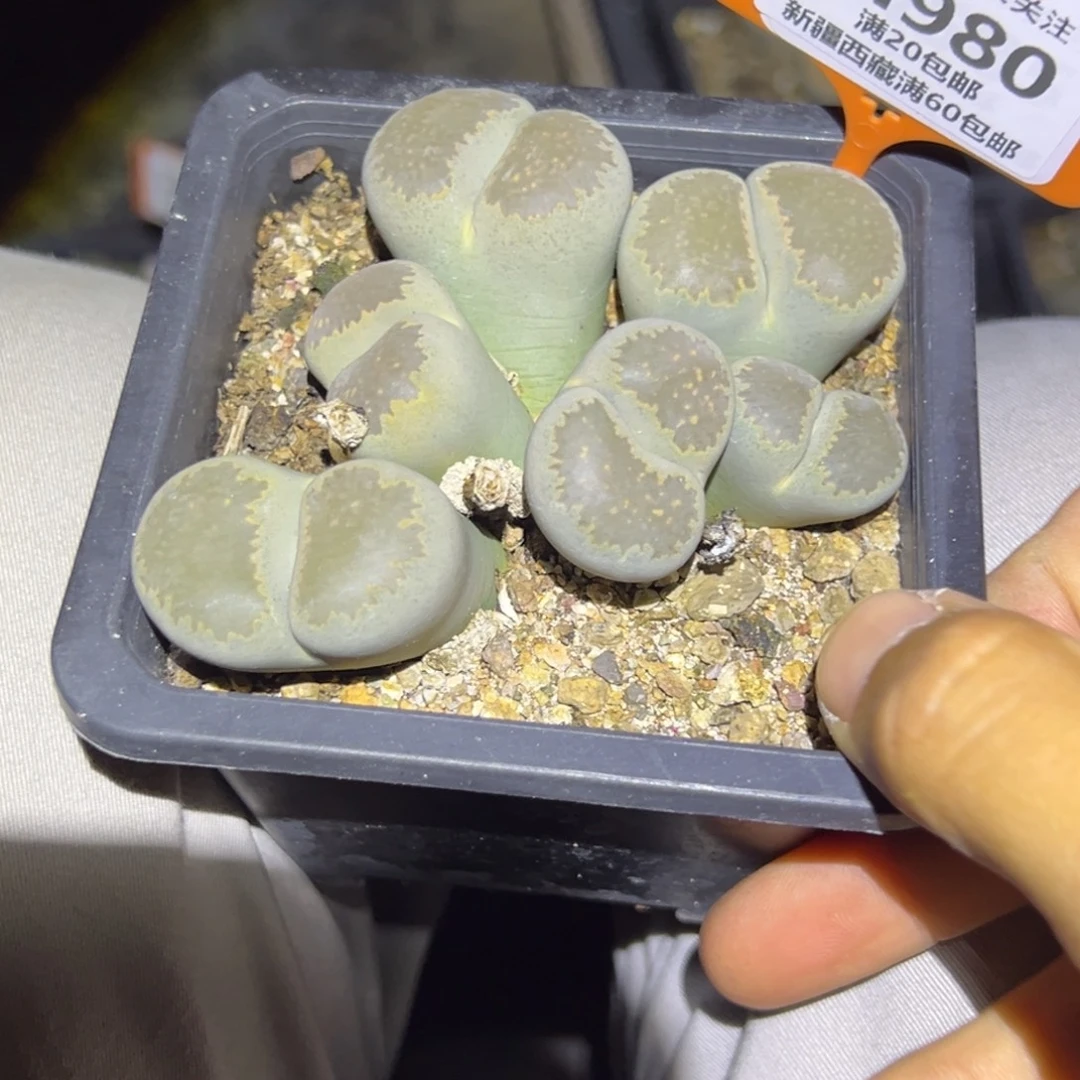 980 一物一拍，默认有伤，介意勿拍，不退不换