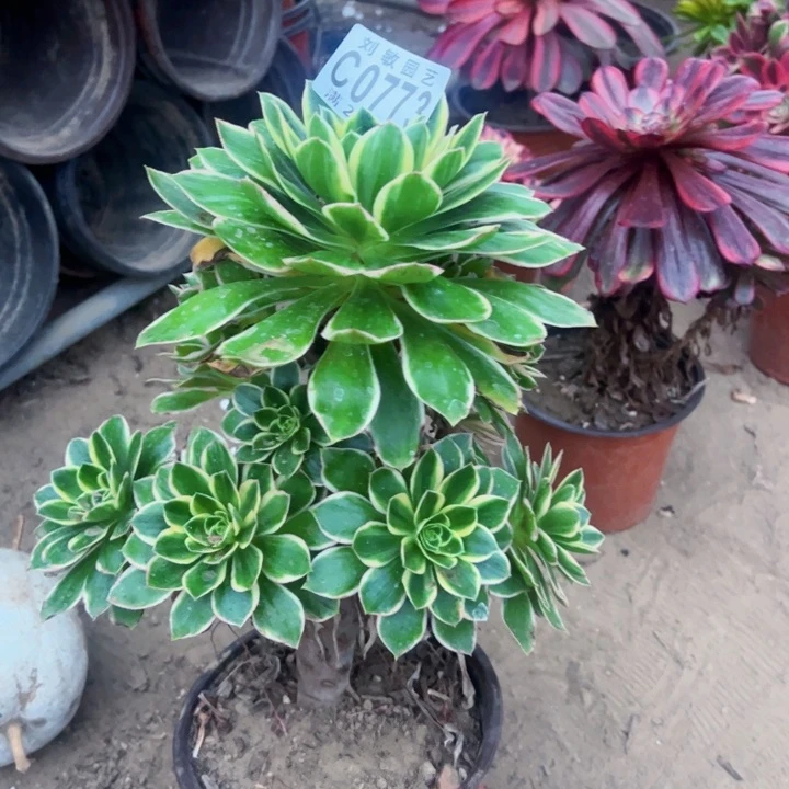 0773多肉植物法师法师