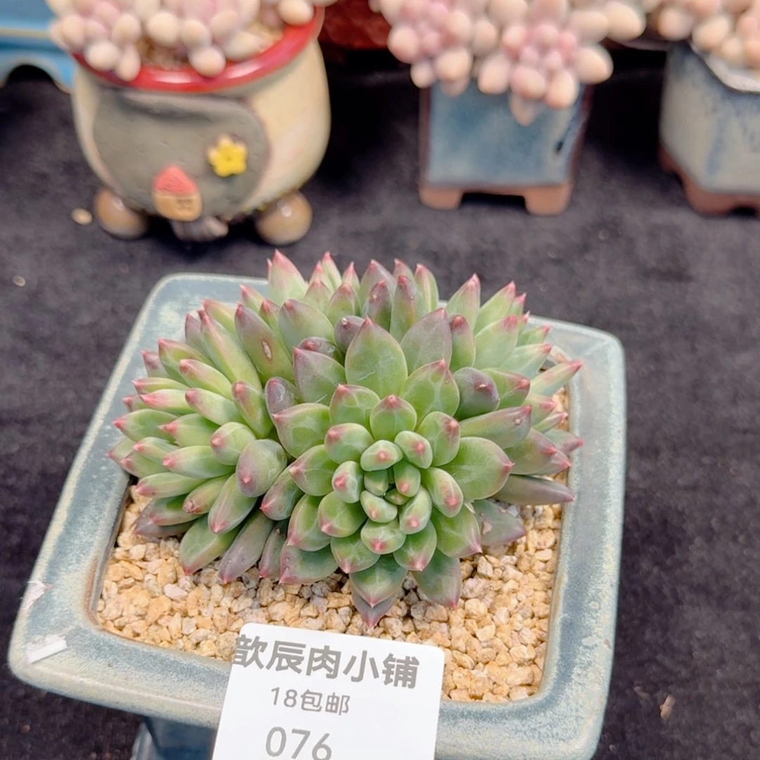 多肉植物  076  甲骨文