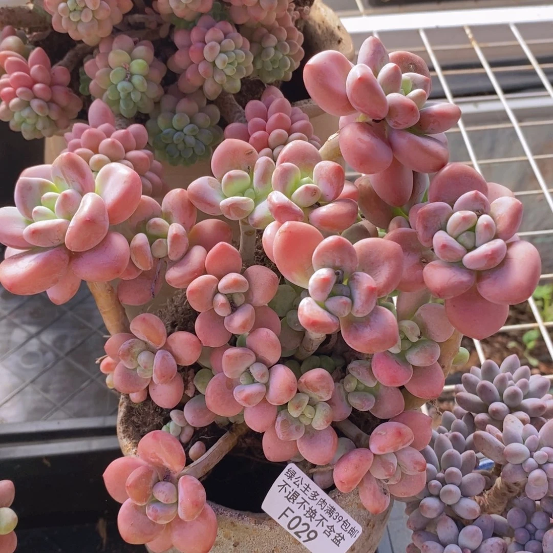 樱花洛神16cm029多肉植物