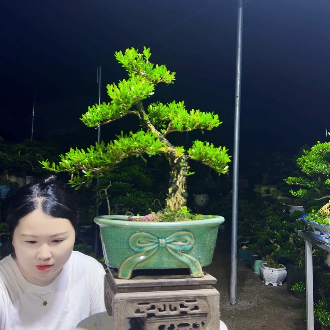 无花朵黄杨木