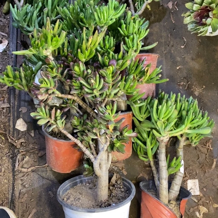 燕***物6盆多肉断头不包325