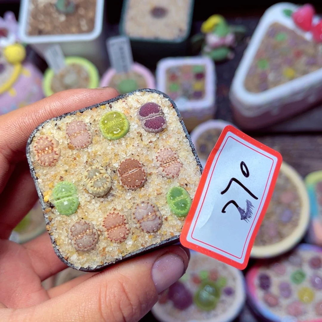 270生石花带盆发