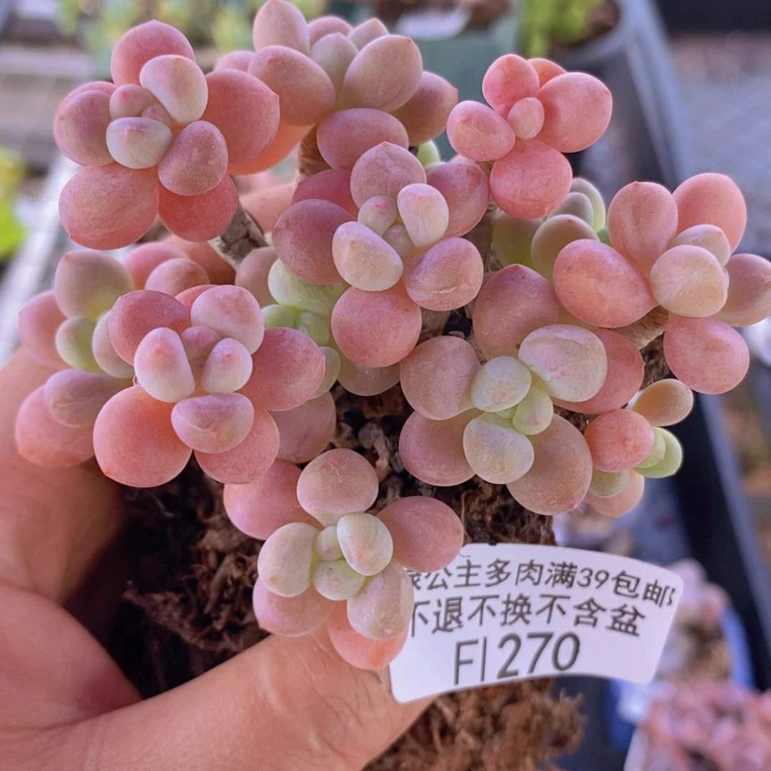 鱼子酱老桩有砍9cm270多肉植物