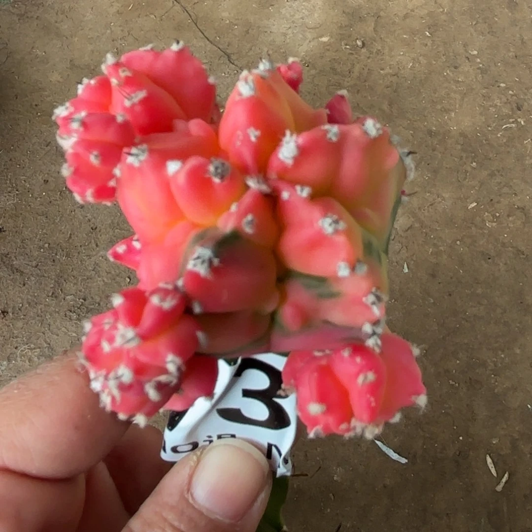 龟甲栾锦群仙人球736