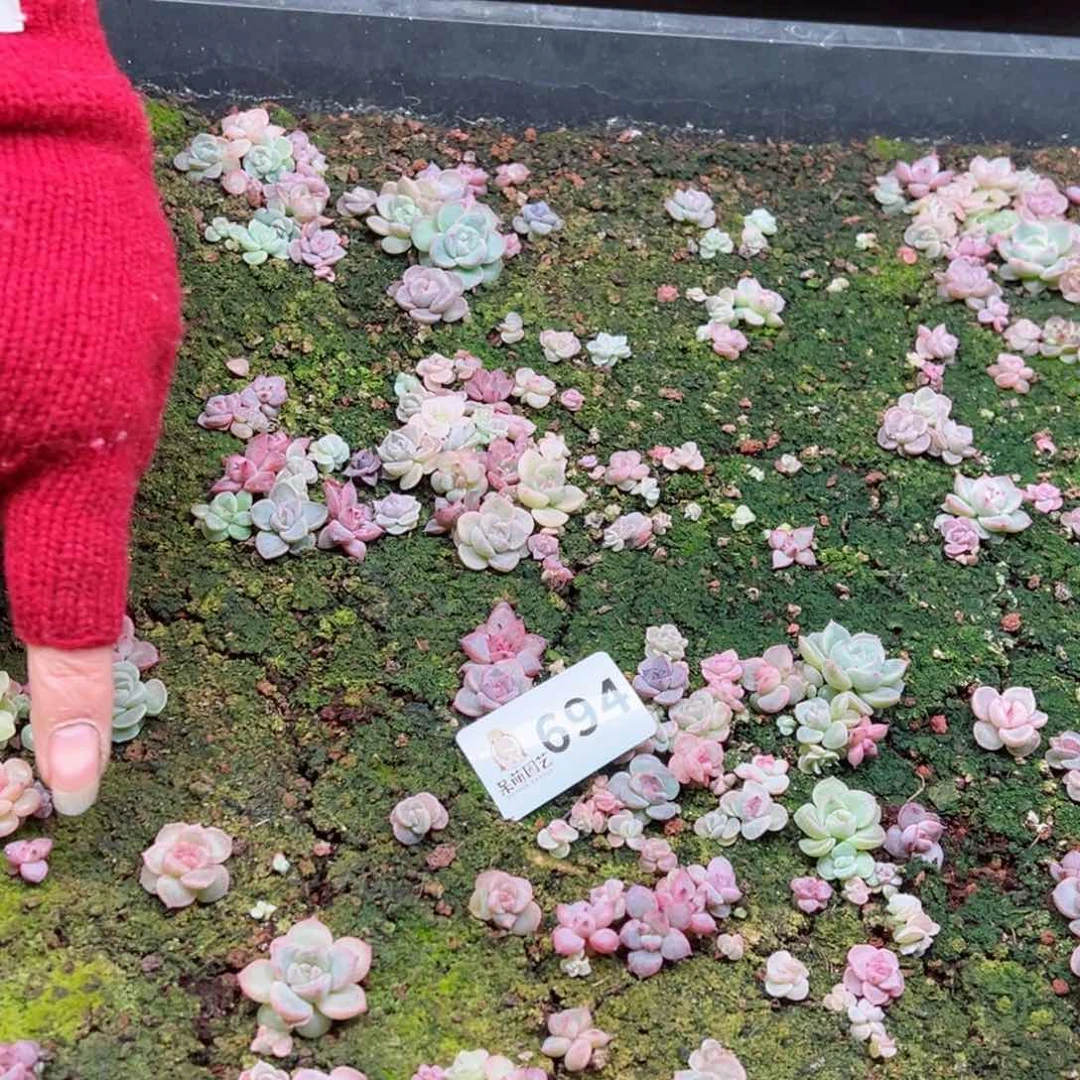 芽*多肉植物多肉植物