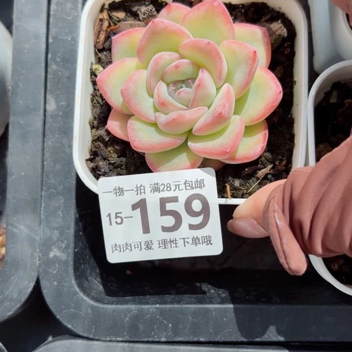 泡芙多肉无盆土发货多