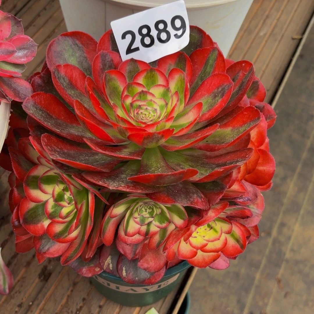 大***书2889多肉植物鸿运