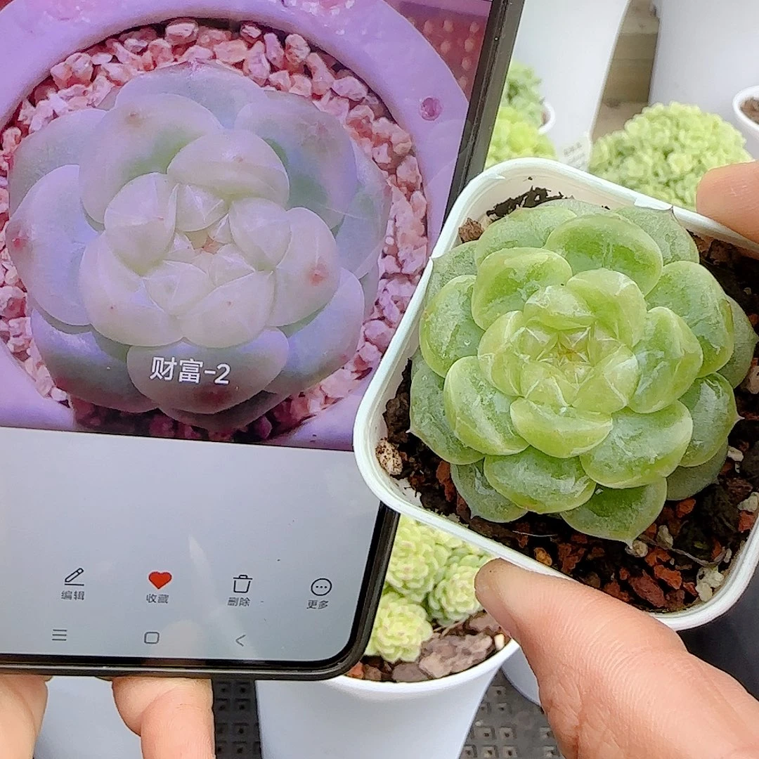 【闪购商品】1008-134（财富-2）