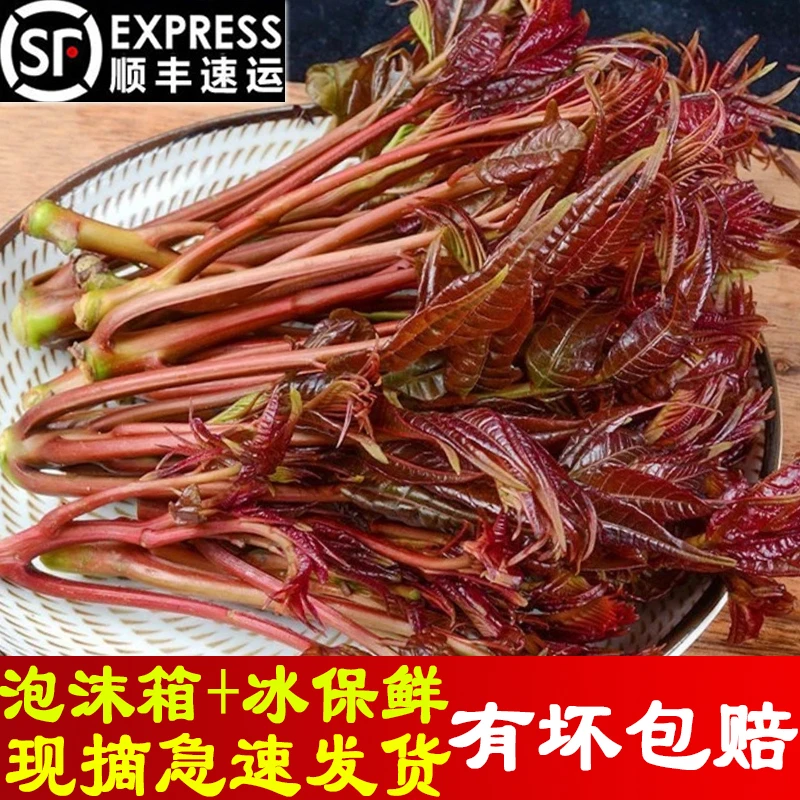 顺丰包邮！四川大竹头茬顶芽香椿新鲜现摘露天种植香椿芽春天