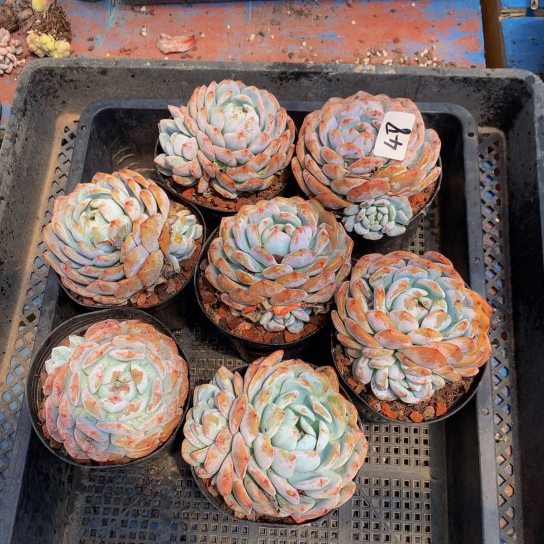 48号七个嗯嗯嗯嗯嗯好喜欢