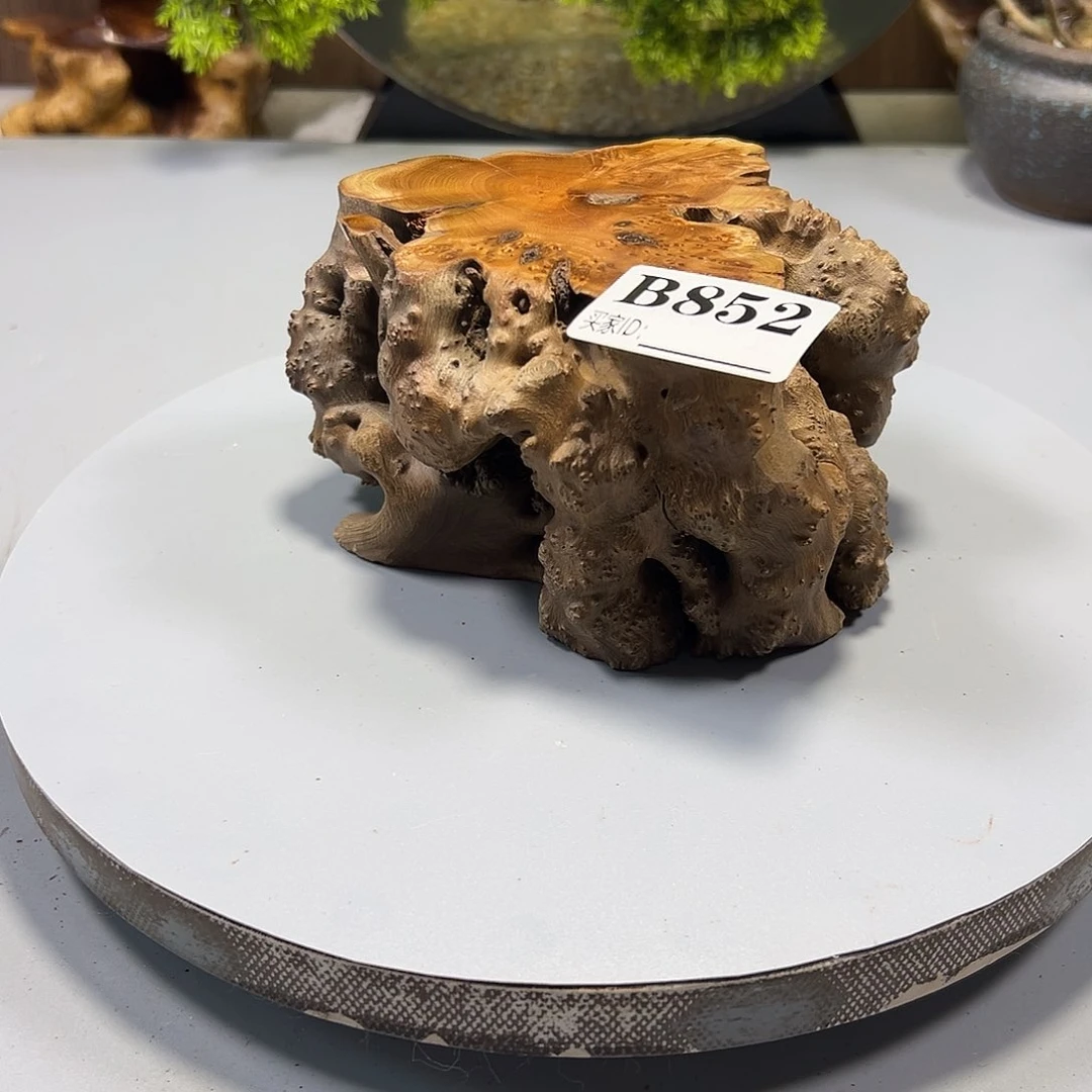 大果紫檀（缅甸花梨）仰***°