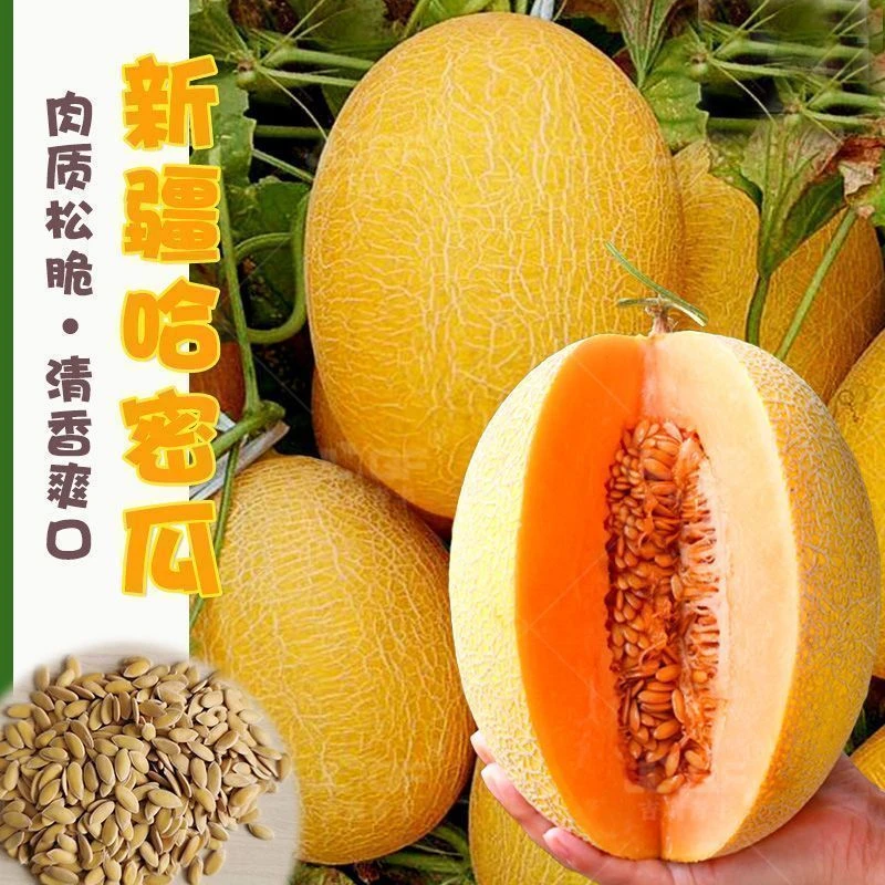 新疆金沙蜜哈密瓜种子香瓜甜瓜种孑网纹高糖四季春季大早熟水果籽