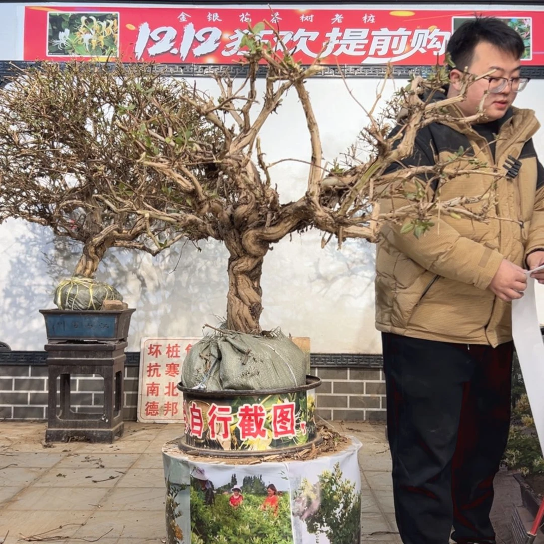 无花朵金银花5888555555555
