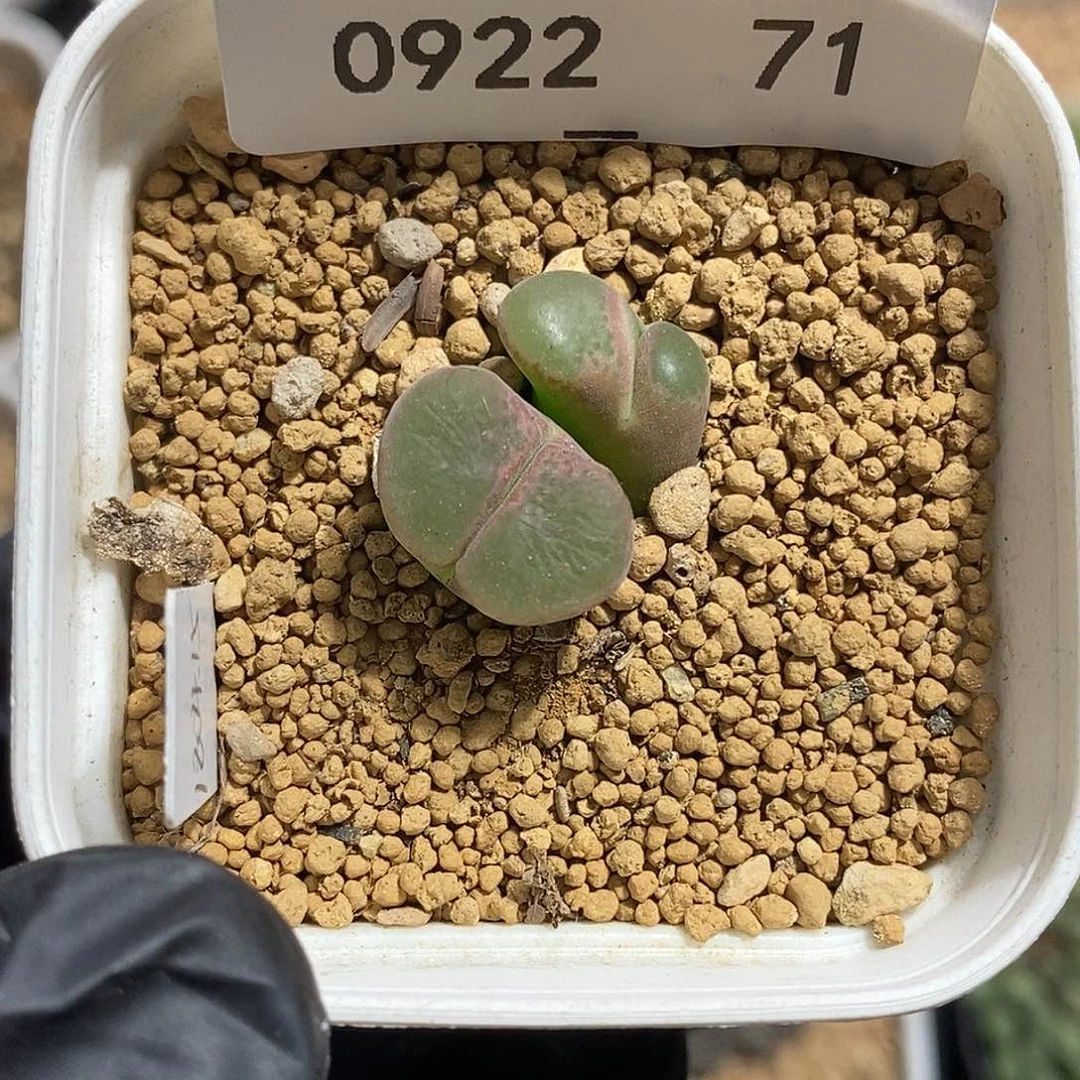 0922-71-风铃。