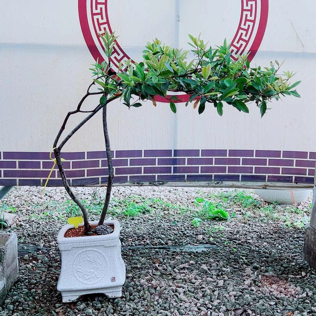 祥***食无花朵海岛春花一物一拍