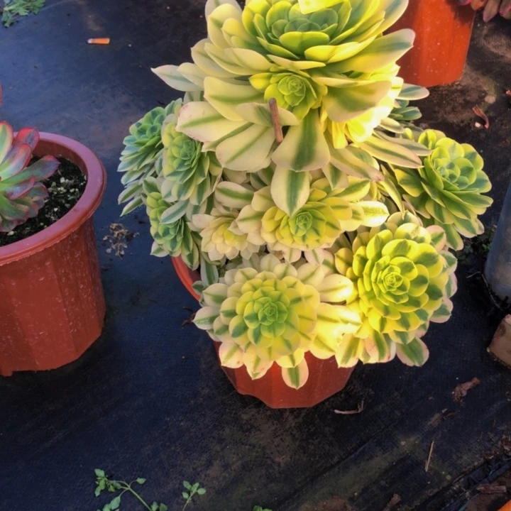 金丝多肉0190000000