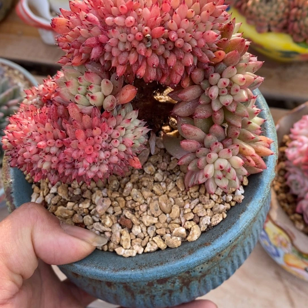 寄养多肉植物一物一拍多肉