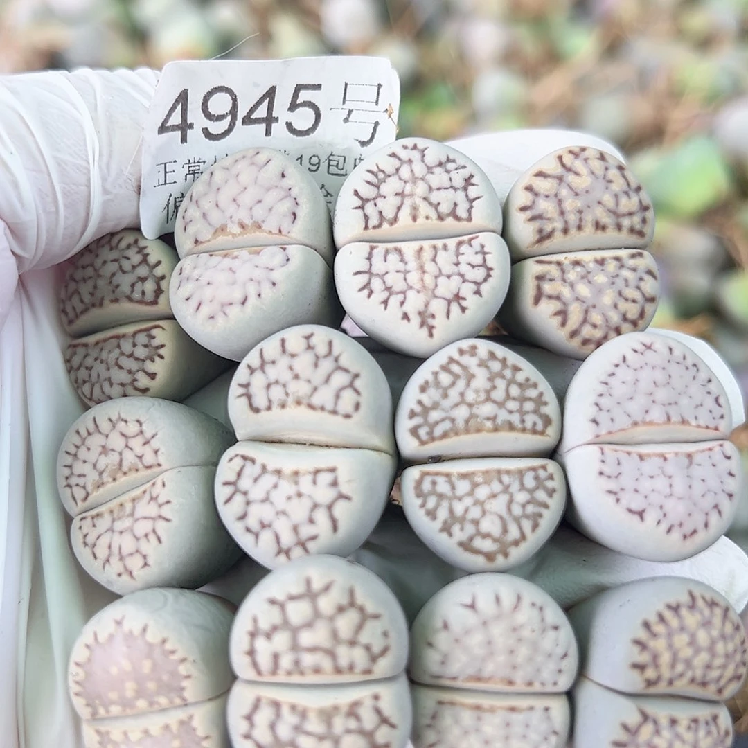 4945 好养易活生石花大母本12个2.2cm左右