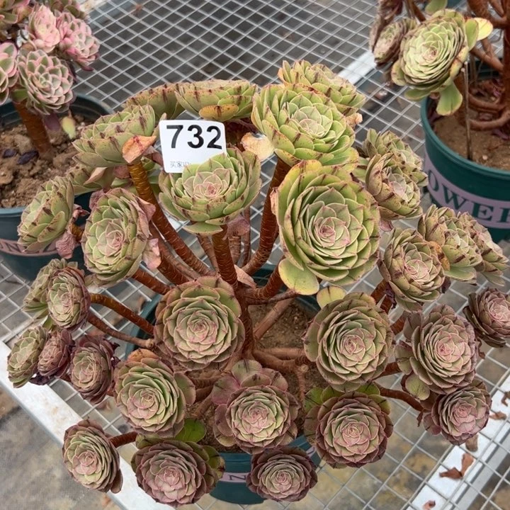 732万拉丝朵朵35厘米左右