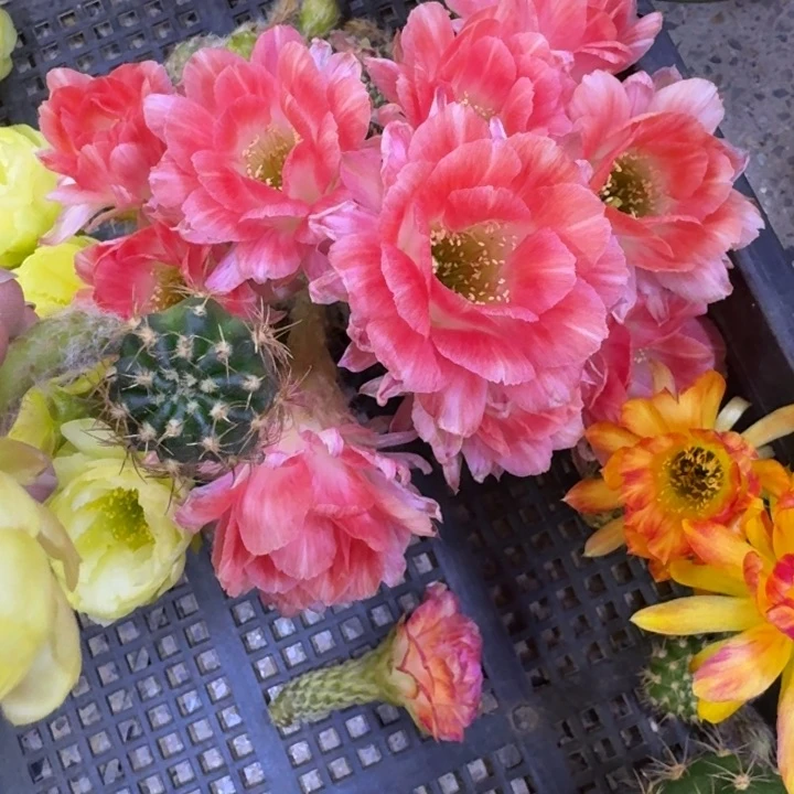 323丽花Lo 歪无根侧牙3公分左右