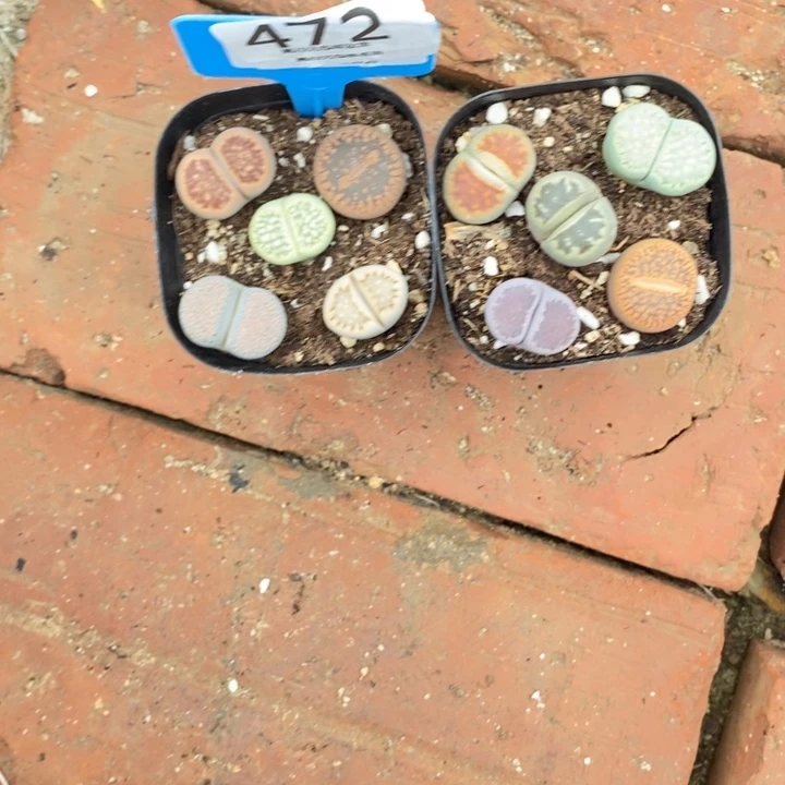 田***曦生石花的季节到啦472