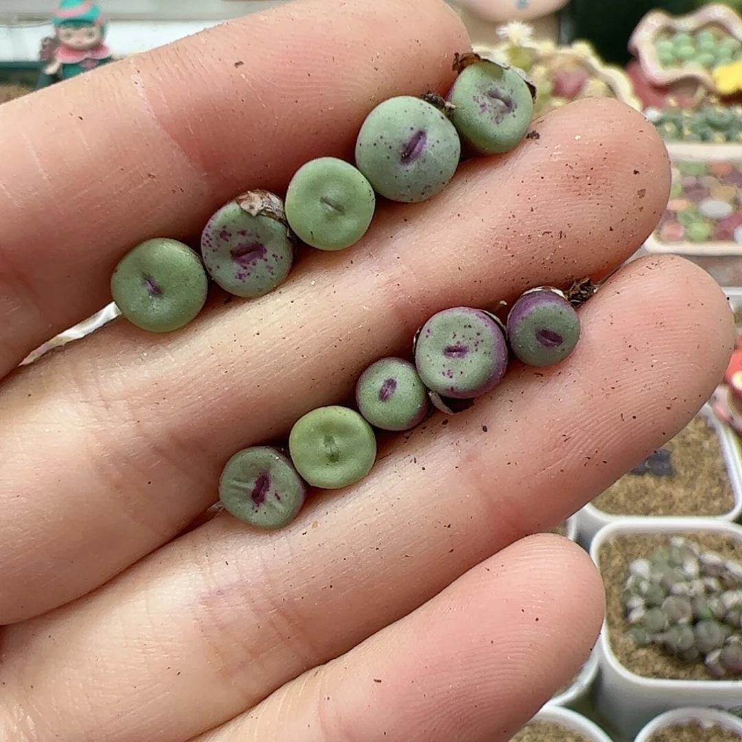 【闪购商品】179 TS427 红嘴