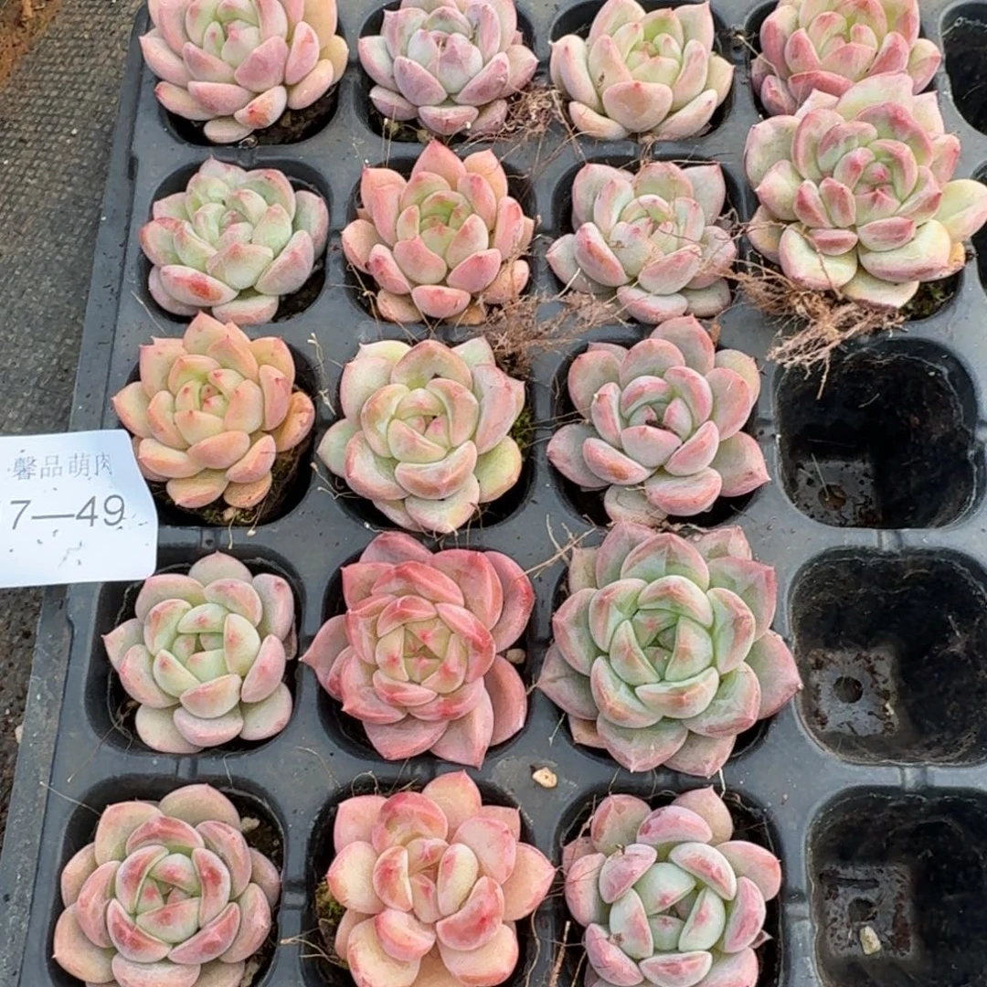 17-49粉色珍妮二十颗+五颗奶茶绿菜侧门右一右二