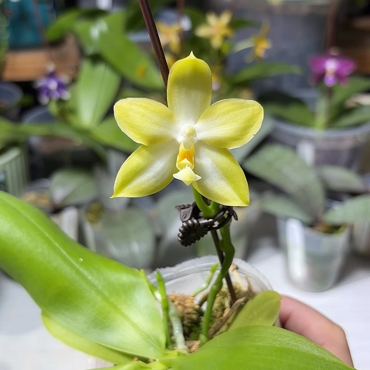 大部分开放少量花苞