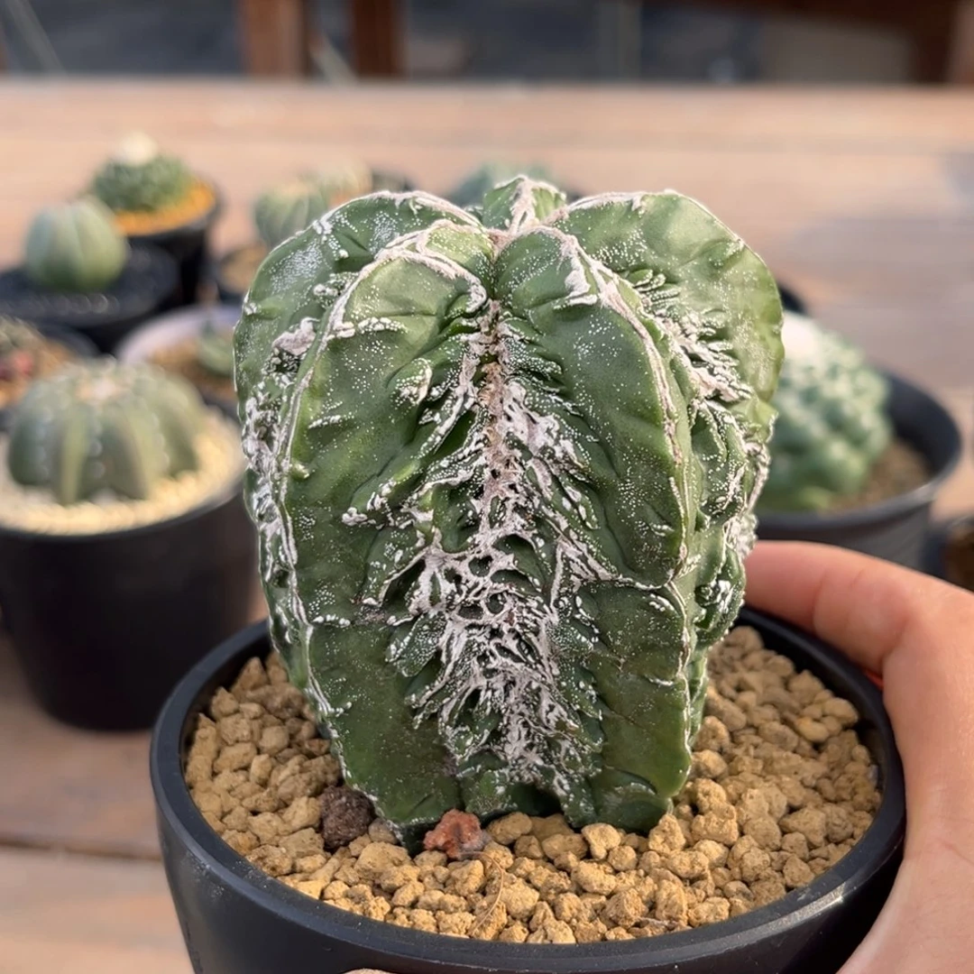 白条核桃Zzzzzzzzzzzzzzzzzz