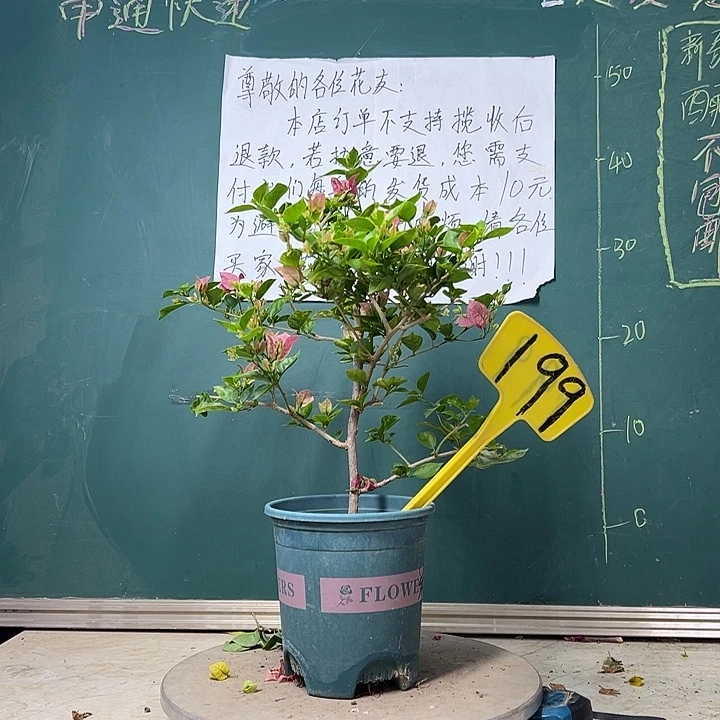 全部花苞绿叶米罗有点斑  199