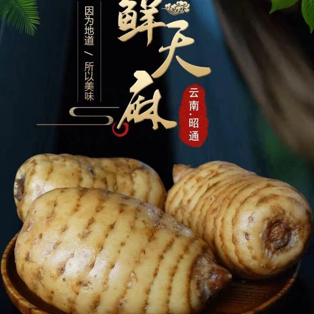 云南昭通小草坝新鲜乌天麻正宗产地煲汤泡酒炖鸡佳品