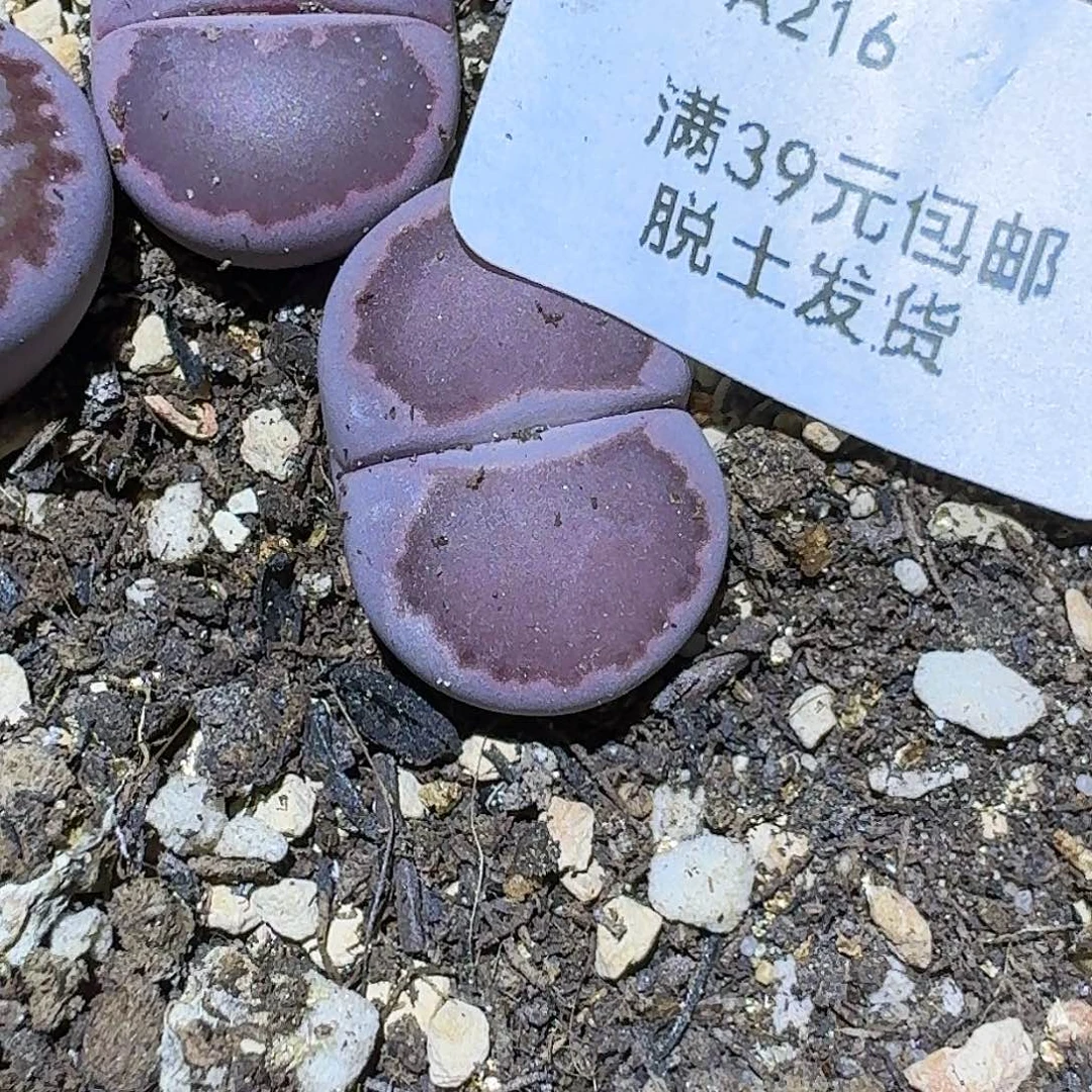 216多肉哈哈哈哈哈哈哈