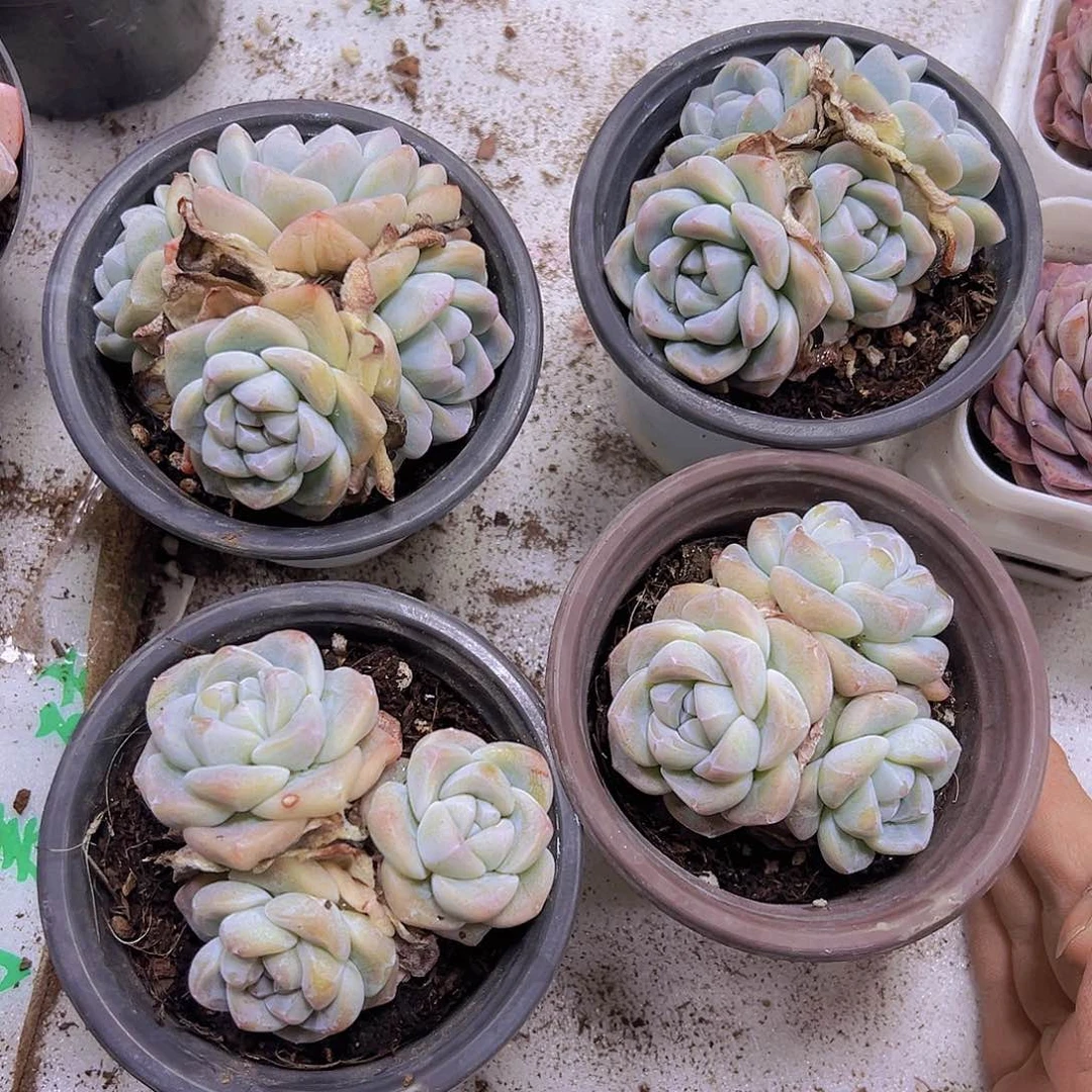 9厘米盆白冰群带盆带土19包邮