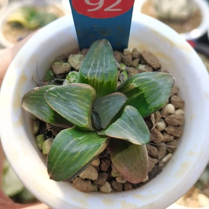 92号史扑锦一物一拍带盆土发货