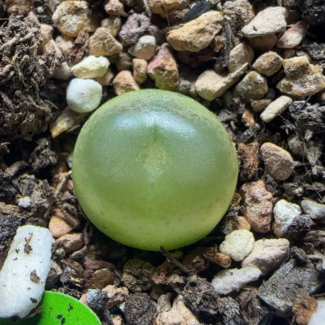 拉登1.3多肉植物136