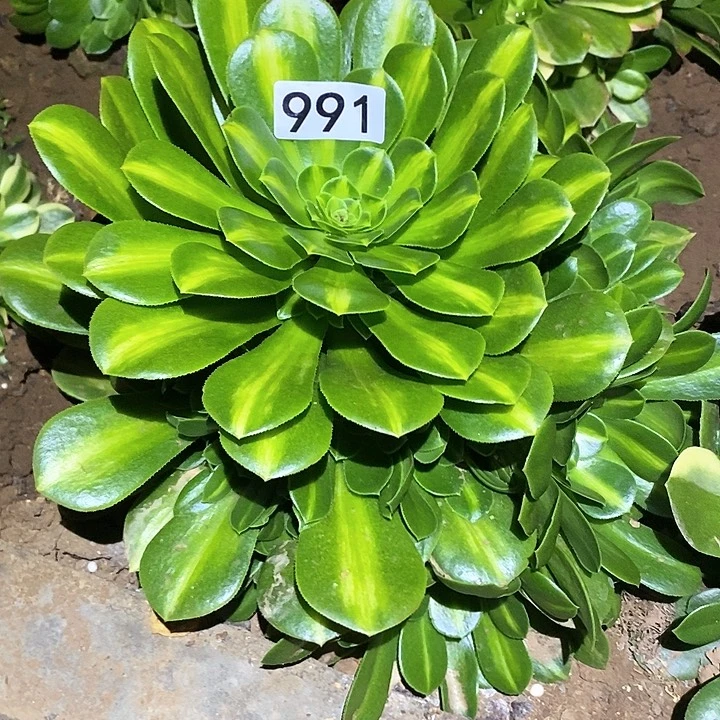 多肉植物法师991夜光杯