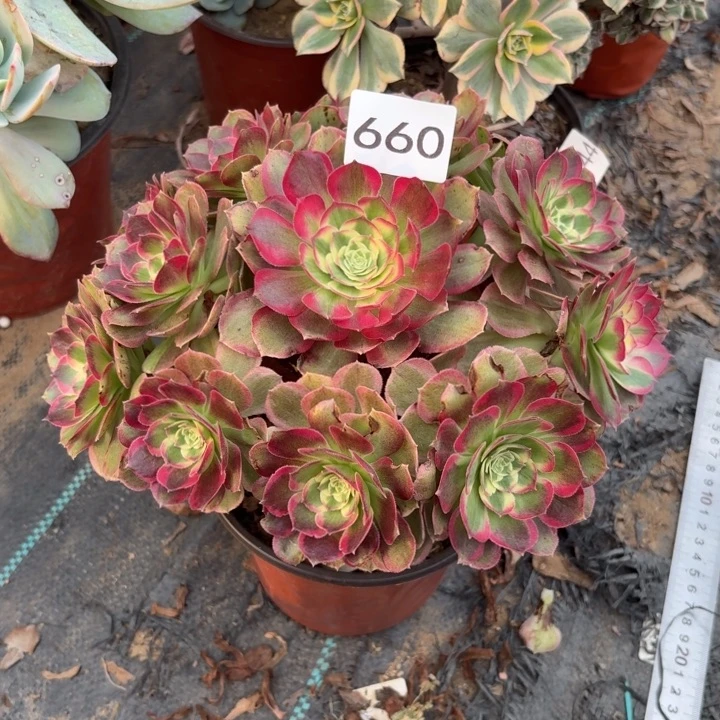 粉海王多肉断枝不包660