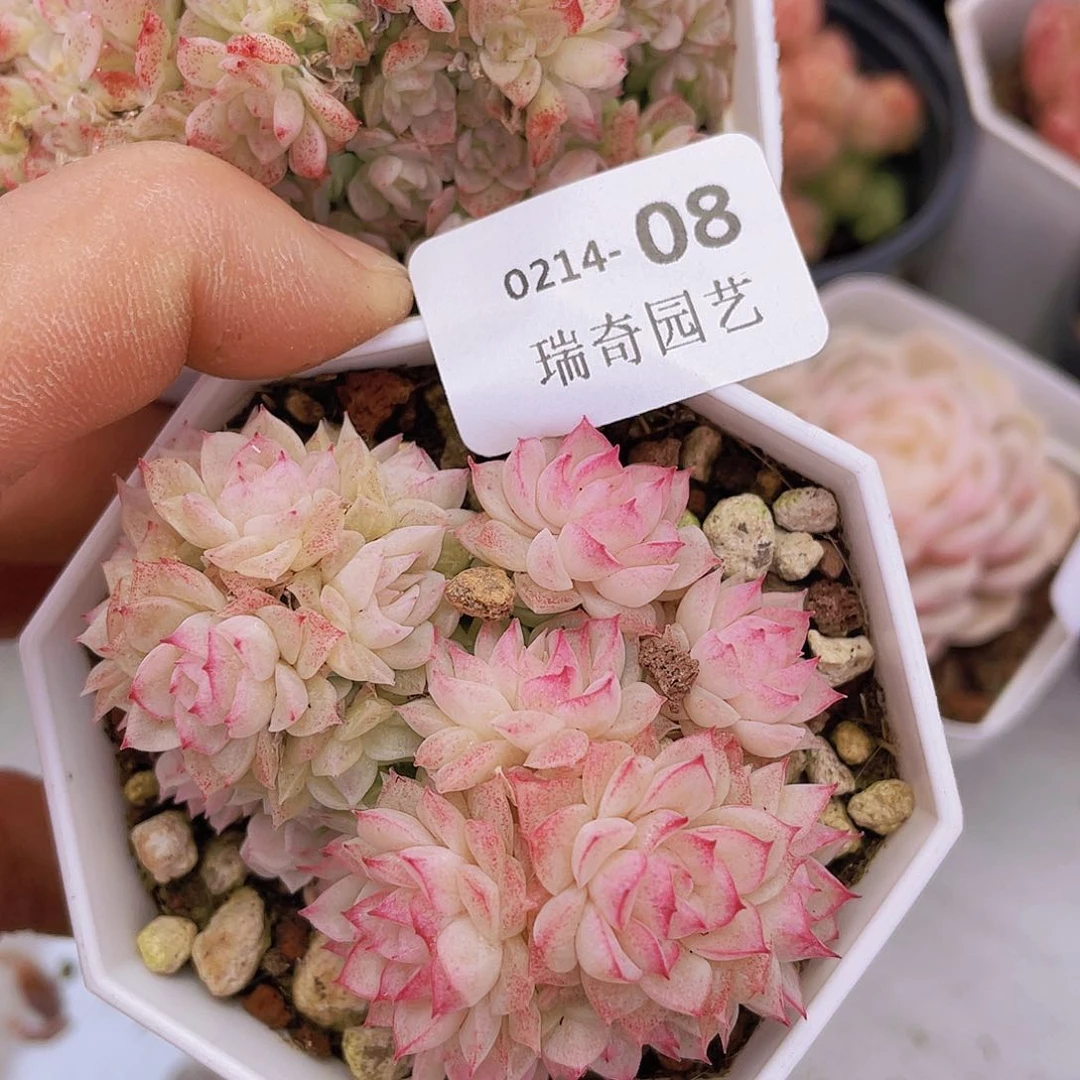 000000000000008量拍