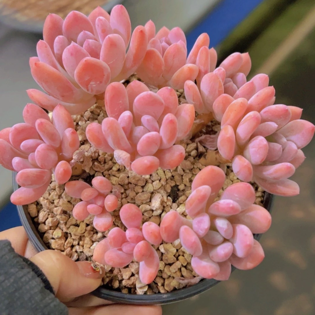 庆*灰姑娘，多肉植物